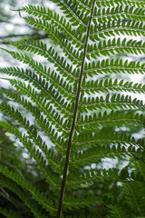 Obraz na płótnie Canvas Detail of single fern showin underside of frond.