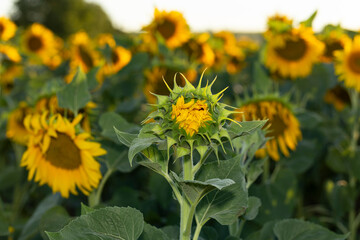 Sunflower Flower Blossom. Golden sunflower in the field backlit by the rays of the setting sun.