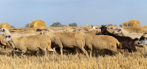 A herd of goats and sheep. Animals graze on the stubble of wheat. Round bales of straw in the field.