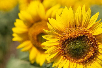 Image of beautiful sunflowers photographed close. Sunflower Flower Blossom.