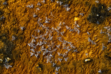 Dead Flies, Vicinity of the Beauty Pool, Upper Geyser Basin, Yellowstone National Park