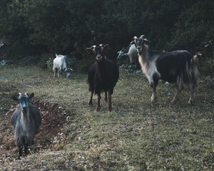 goats in the meadow