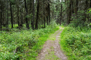 Fototapeta na wymiar Empty hiking trail in the Paul Lake Provincial Park British Columbia Canada.