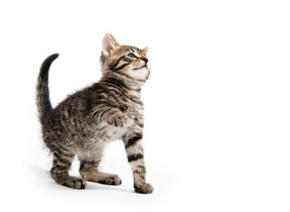 Cute tabby looking up on white background