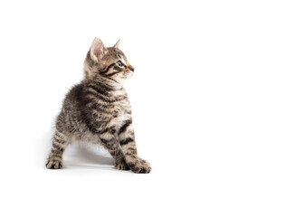 Cute tabby looking up on white background