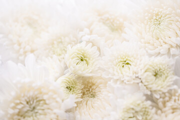 菊　白い花の背景素材
