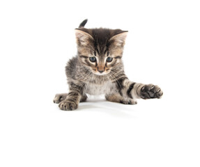 Cute baby tabby kitten playing and looking down