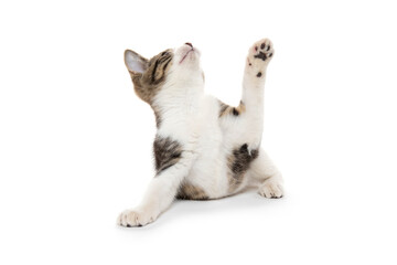 Cute tabby kitten playing on white background