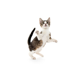 Cute tabby kitten playing on white background