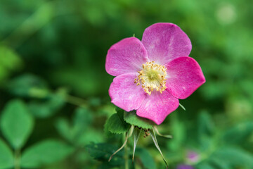 Closeup natural view of flower under summer sunlight with blurred background.