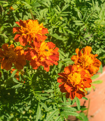 The garden is decorated with orange flowers. It has numerous stamens and grows very well for the summer season. These are the famous Tagetes