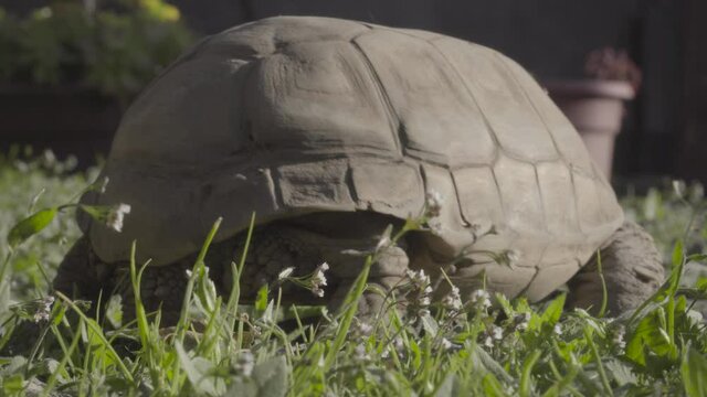 turtle tail walking away in garden