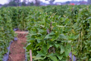 Long bean vegetable fields in Indonesia in the morning
