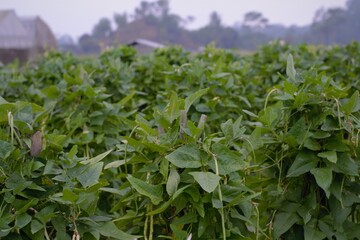 Long bean vegetable fields in Indonesia in the morning