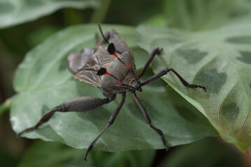 Chinche gigante del Mezquite