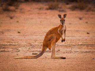 Red kangaroo (Macropus rufus) in the desert looking at the camera. Largest of all kangaroos and...
