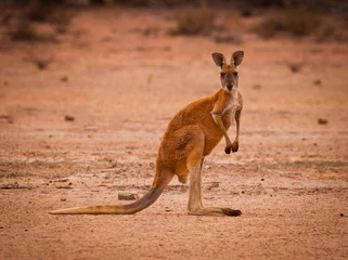 Tuinposter Red kangaroo (Macropus rufus) in the desert looking at the camera. Largest of all kangaroos and largest terrestrial mammal native to Australia.  © Jason Bennee