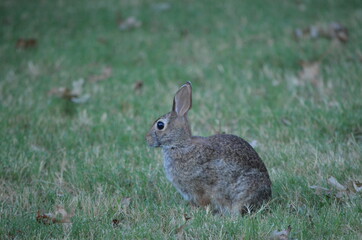 Rabbit