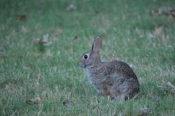 Rabbit
