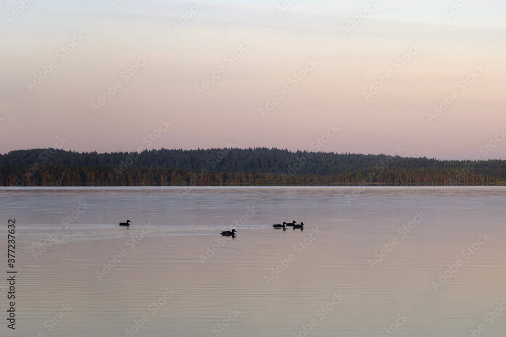 Wall mural Ducks swim on the lake at sunset.