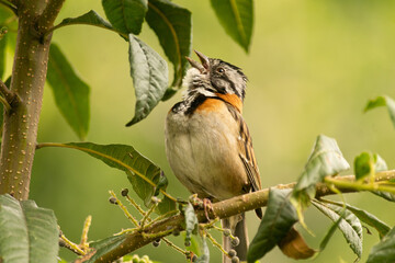 pájaro copetón cantando sobre una rama con hojas verdes