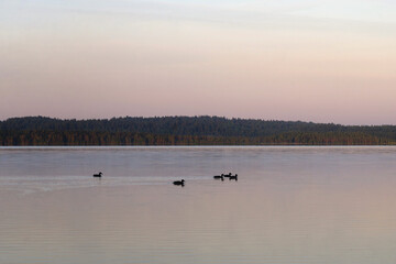 Ducks swim on the lake at sunset.