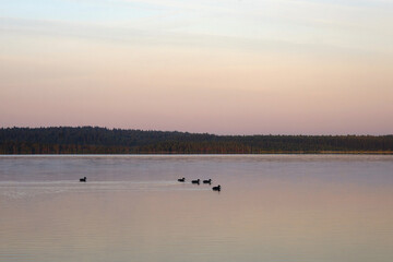 Ducks swim on the lake at sunset.