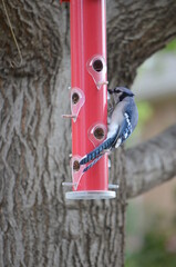 Bluejay
