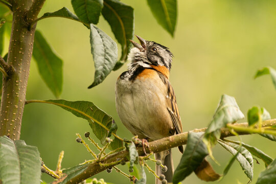 p&aacute;jaro copet&oacute;n cantando sobre una rama con hojas verdes