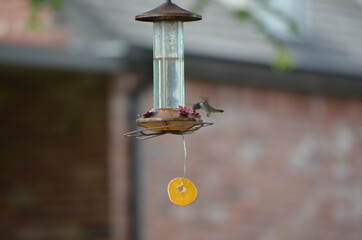 Hummingbird