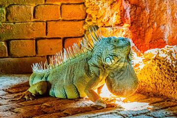 Green iguana iguana, also known as the American iguana in the loophole of an ancient fort, the...
