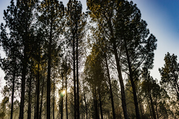 Early morning sun shining through tall trees. Beautiful sunbeams.