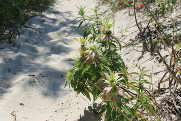 A purple flowering plant along a sandy hiking trail 