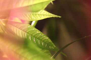 plantas y lentes