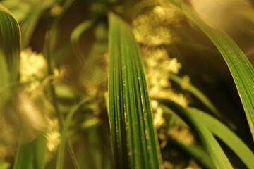 Obraz premium plantas y lentes