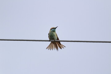 Indian green Bee-eater sitting on the electric line. Indian multicolor Bee-eater sitting on the electric line