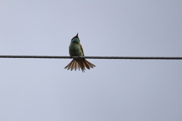 Indian green Bee-eater sitting on the electric line. Indian multicolor Bee-eater sitting on the electric line