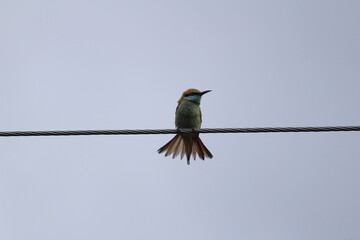 Indian green Bee-eater sitting on the electric line. Indian multicolor Bee-eater sitting on the electric line