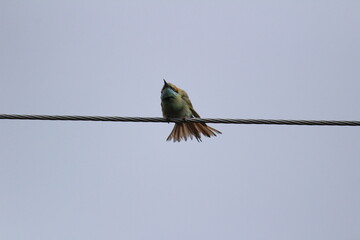 Indian green Bee-eater sitting on the electric line. Indian multicolor Bee-eater sitting on the electric line