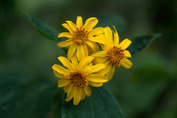 Wild daisy yellow flower illuminated by a soft light