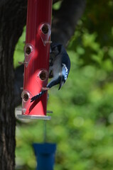 Bluejay