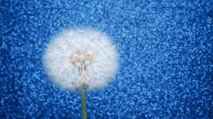 dandelion flower on blue glitter background