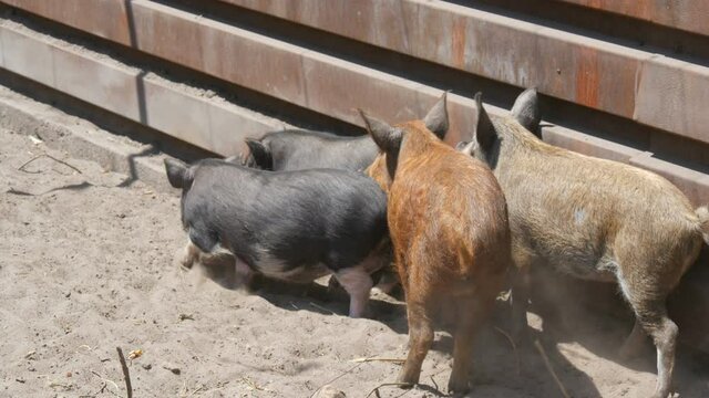 Several wild brown and hairy adolescent boars on a pig farm.