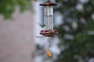 Hummingbird