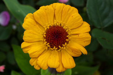 Wild yellow flower illuminated by a soft light in a field