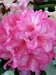 close up of pink rhododendron blossom