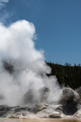 Grotto Geyser, Upper Geyser Basin, Yellowstone National Park