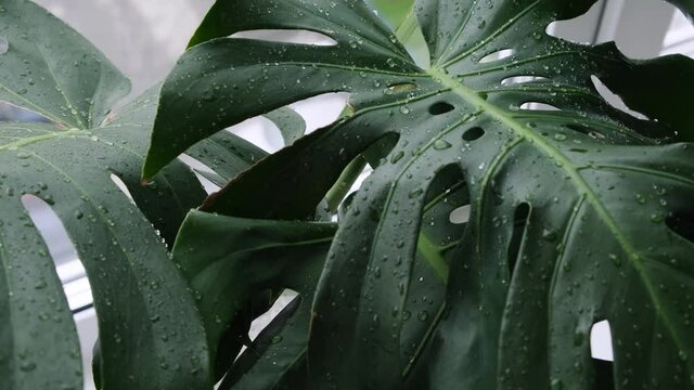 Trendy summer green tropical monstera