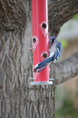 Bluejay