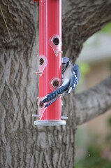 Bluejay